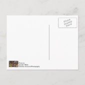 Eekhoorn Patiënt begin Briefkaart (Achterkant)