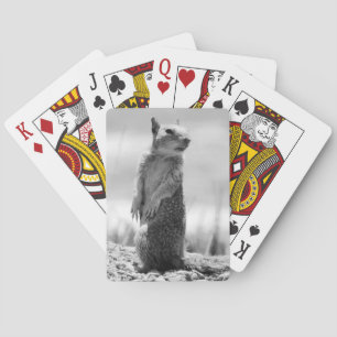 eekhoorn pokerkaarten