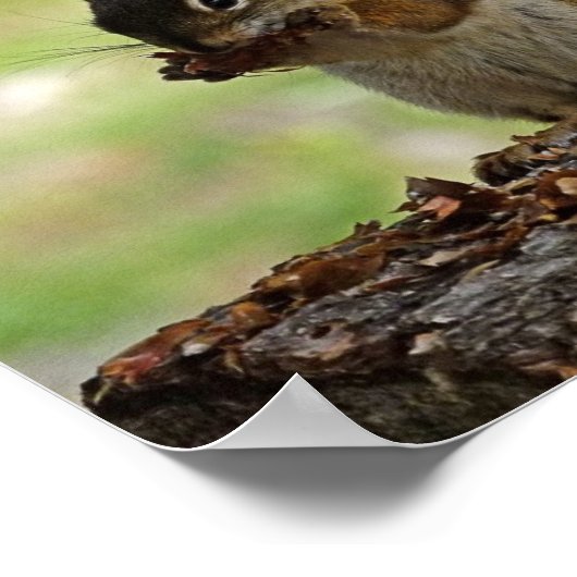 Eekhoorn Poster (Hoek)