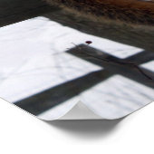 eekhoorn poster (Hoek)