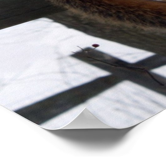 eekhoorn poster (Hoek)