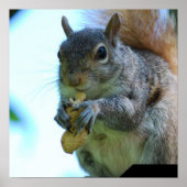 Eekhoorn Poster afdrukken (Voorkant)