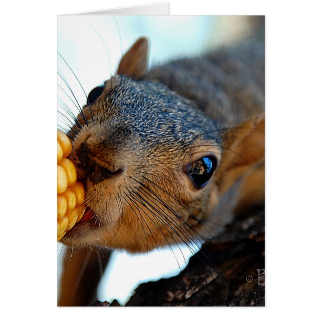 Eekhoorn Reaching (Voorkant)