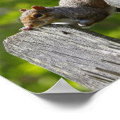 Eekhoorn Resten boven op een hek Poster (Hoek)