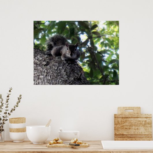 Eekhoorn Resten in boom Poster (Keuken)