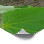 Eekhoorn Resten in boom Poster (Hoek)