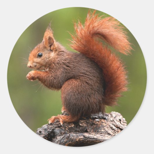 eekhoorn ronde sticker (Voorkant)