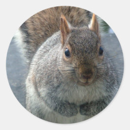 eekhoorn ronde sticker