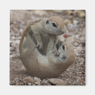 Eekhoorn Rumble Magnet