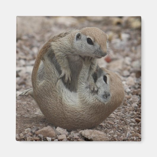 Eekhoorn Rumble Magnet (Voorkant)