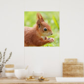 Eekhoorn schittering in de zon poster (Keuken)