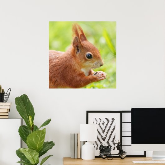 Eekhoorn schittering in de zon poster (Thuiskantoor)