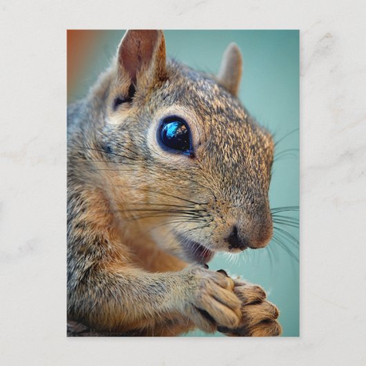 Eekhoorn Sluiten met Nut 2 Briefkaart (Voorkant)