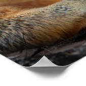 Eekhoorn Sluiten met Nut 2 Poster (Hoek)