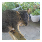 Eekhoorn Sluiten Perfect Poster (Voorkant)