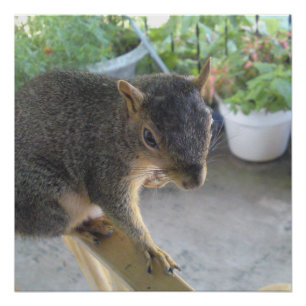 Eekhoorn Sluiten Perfect Poster