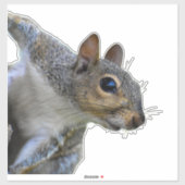 Eekhoorn Sticker (Vel)