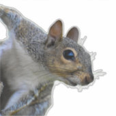 Eekhoorn Sticker (Voorkant)