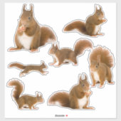 Eekhoorn Sticker Pack (Vel)