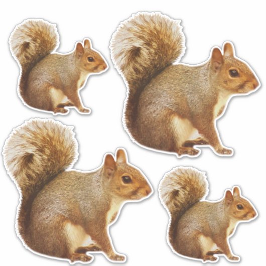 Eekhoorn Sticker Pack (Voorkant)