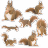 Eekhoorn Sticker Verzameling (Voorkant)