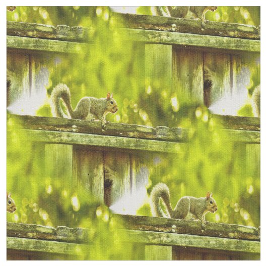 eekhoorn stof (Close Up)