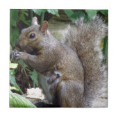 eekhoorn tegeltje (Voorkant)