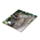 eekhoorn tegeltje (Zijkant)