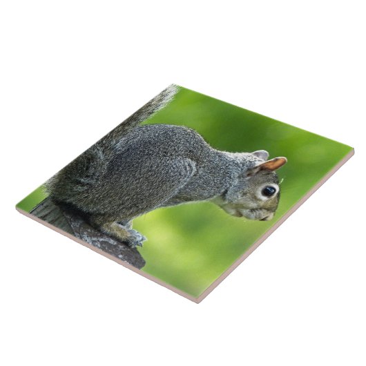 eekhoorn tegeltje (Zijkant)