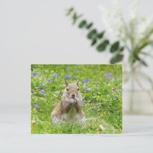 Eekhoorn tussen wilde Violetten Briefkaart