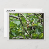 Eekhoorn Verbergen in een Tree Briefkaart (Voorkant / Achterkant)