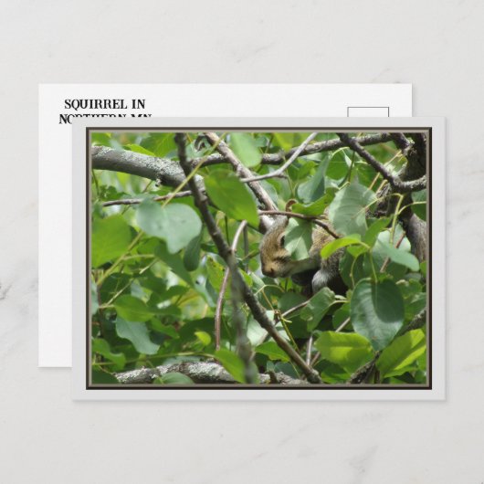 Eekhoorn Verbergen in een Tree Briefkaart (Voorkant / Achterkant)