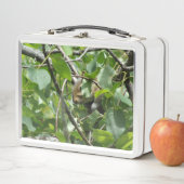 Eekhoorn Verbergen in Tree Metal Lunchbox (In situ)