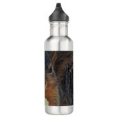 eekhoorn waterfles (Rechts)