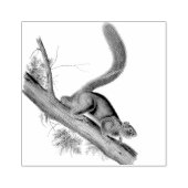 Eekhoorn wilde dieren  illustratie rubberstempel (Afrduk)