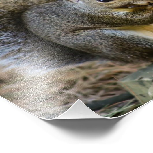 Eekhoorn Wildlife Fotografie Foto Afdruk (Hoek)