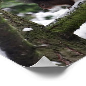 Eekhoorn Winter Foto Waarde Poster Papier (mat) (Hoek)