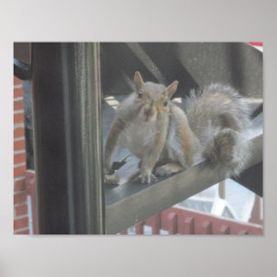 Eekhoorn zittend op een trap poster