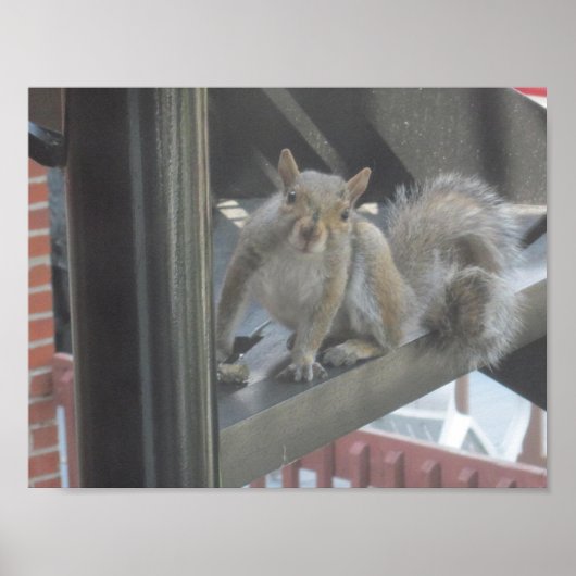 Eekhoorn zittend op een trap poster (Voorkant)
