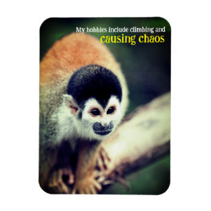 Eekhoornaap in boom magneet