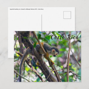Eekhoornaapje in Manuel Antonio NP - Costa Rica Briefkaart