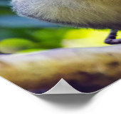 Eekhoornaapje in Manuel Antonio NP - Costa Rica Poster (Hoek)