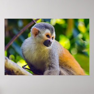 Eekhoornaapje in Manuel Antonio NP - Costa Rica Poster