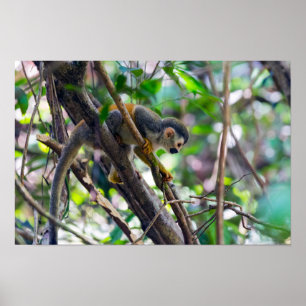 Eekhoornaapje in Manuel Antonio NP - Costa Rica Poster