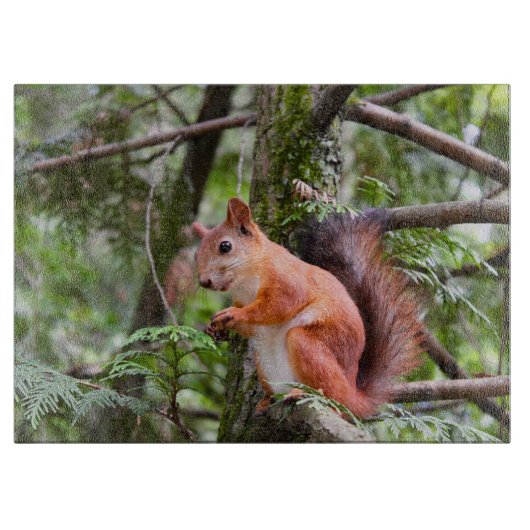 Eekhoornfoto Snijplank (Voorkant)