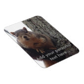 Eekhoornfotomagneet gelamineerd magneet (Rechterzijde)