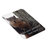 Eekhoornfotomagneet gelamineerd magneet (Rechterzijde)