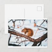 Eekhoornkaart Briefkaart (Voorkant / Achterkant)