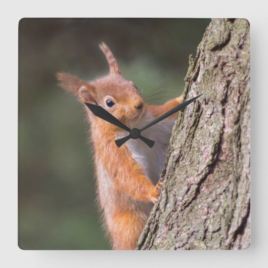 Eekhoornklok Vierkante Klok (Voorkant)