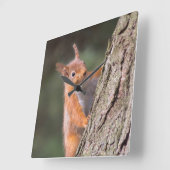 Eekhoornklok Vierkante Klok (Hoek)